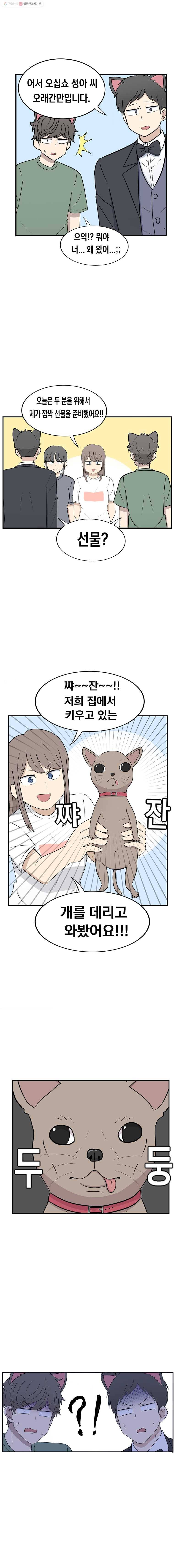 냥냐라냥냥 28.치와와 4