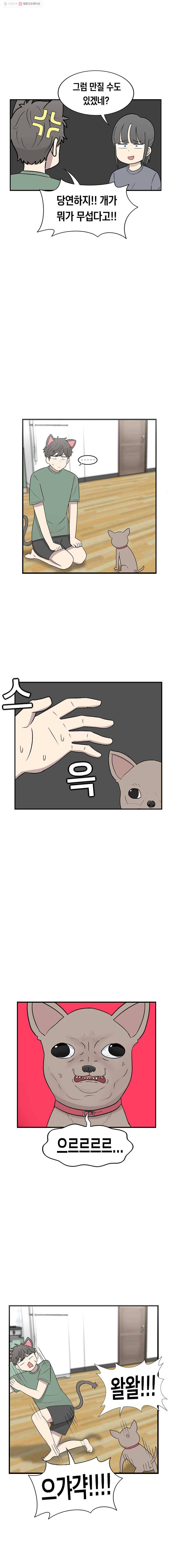 냥냐라냥냥 28.치와와 6