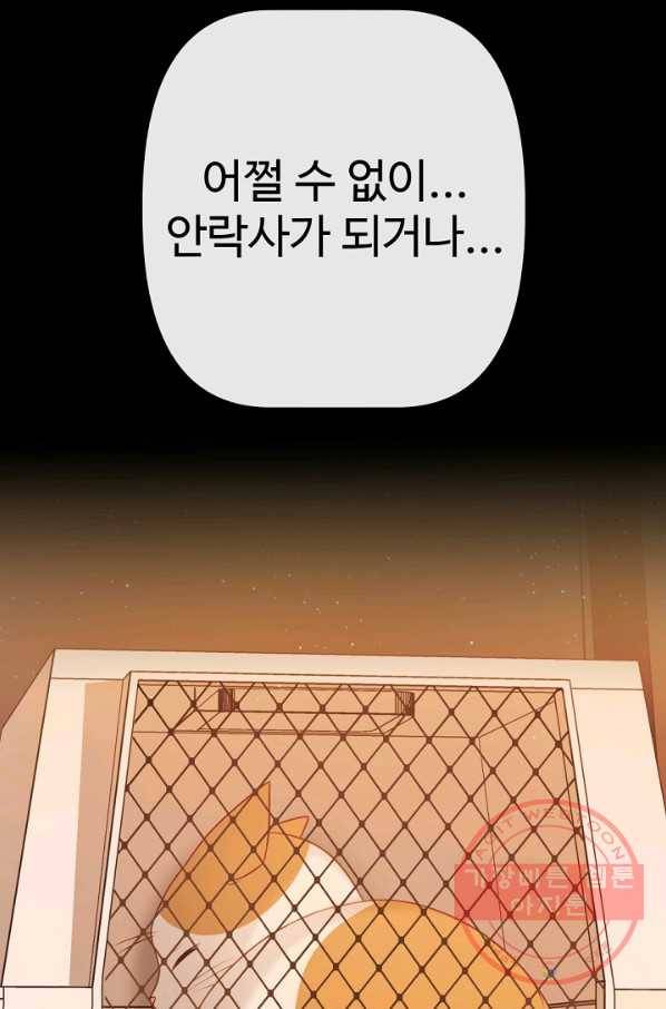 우리집 고양이는 베지테리언 내 집사가 되어라 54