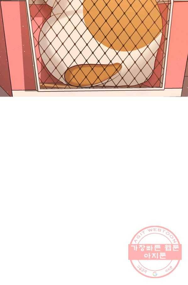 우리집 고양이는 베지테리언 내 집사가 되어라 55
