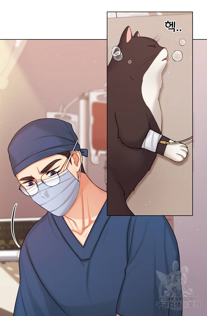 우리집 고양이는 베지테리언 탱고의 수술 8