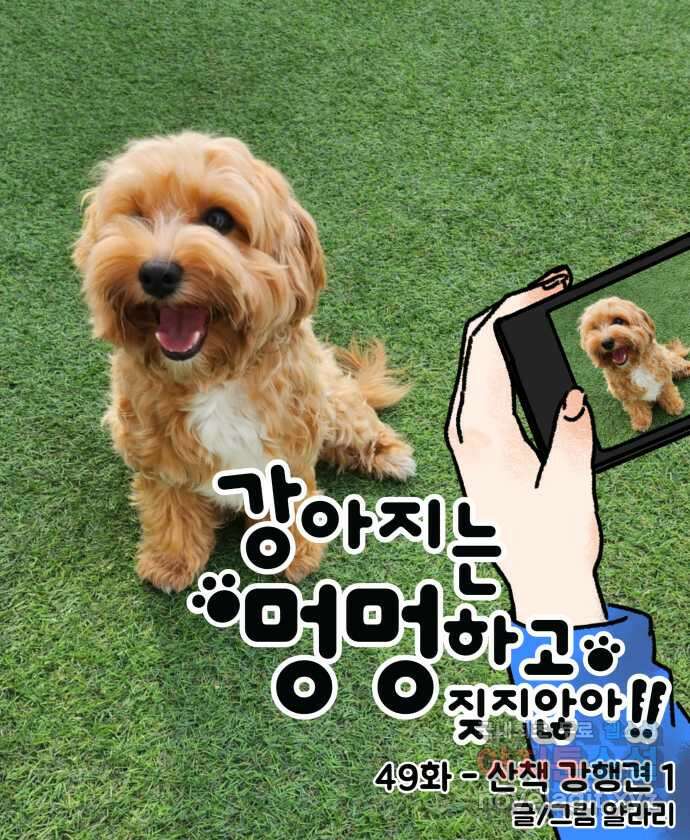 강아지는 멍멍하고 짖지 않아! 49화 - 산책 강행견 1 8