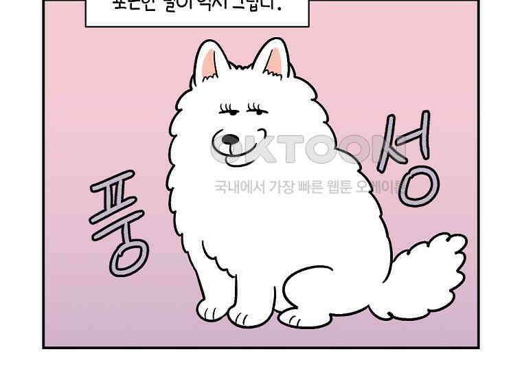 극한견주 시즌2 3화 돌아온 면봉 37