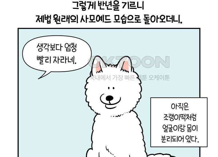 극한견주 시즌2 3화 돌아온 면봉 42