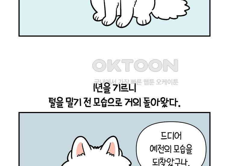극한견주 시즌2 3화 돌아온 면봉 43