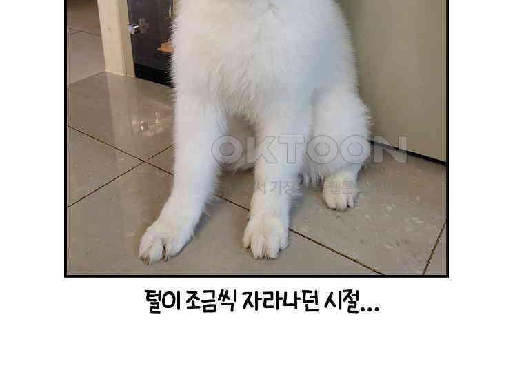 극한견주 시즌2 3화 돌아온 면봉 54