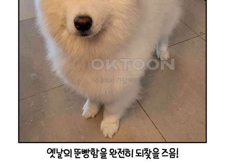 극한견주 시즌2 3화 돌아온 면봉 58