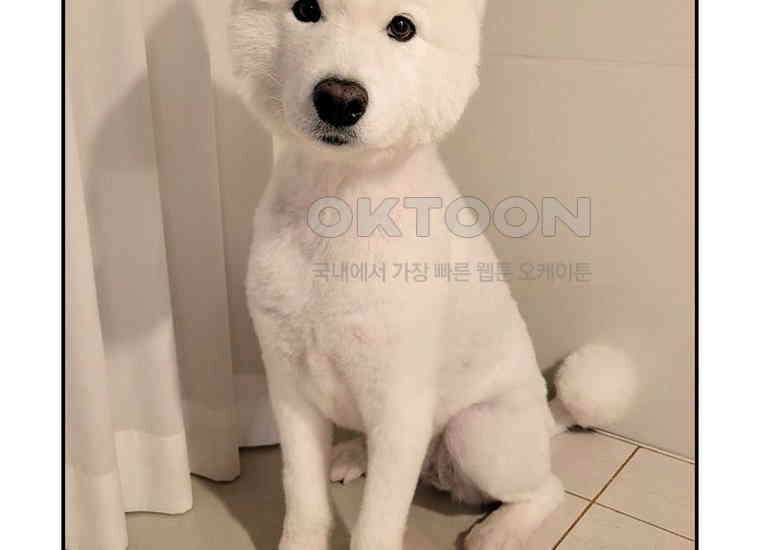 극한견주 시즌2 3화 돌아온 면봉 60
