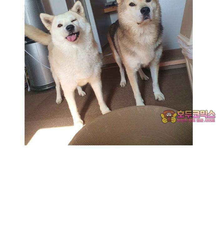 노곤하개 쇼츠 같은 행동 다른 반응 17