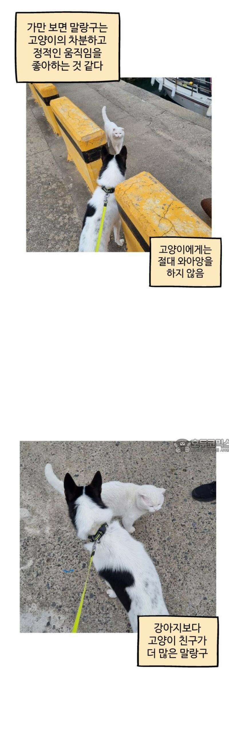 노곤하개 쇼츠 질투심이 많은 강아지 8