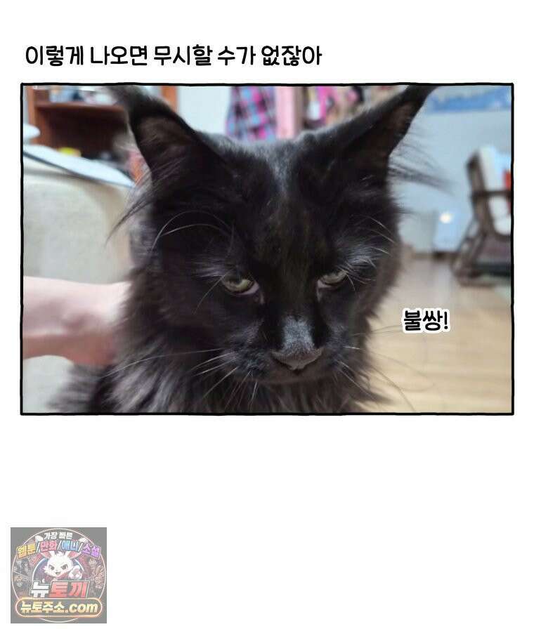 먼지 덩어리 짱덕 50． 집사 놀래키기 32