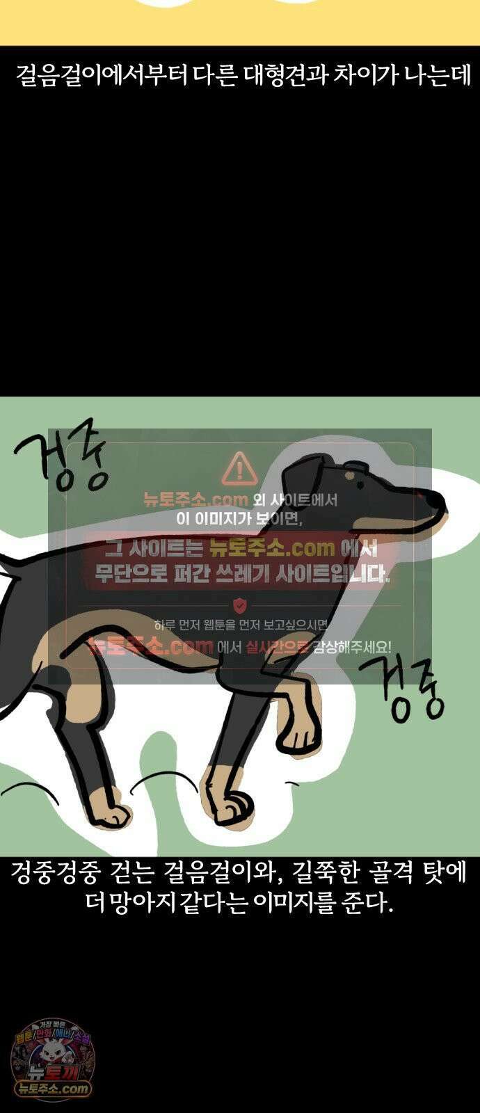 개집사 180화: 돌아온 견종 특집-도베르만 편 6