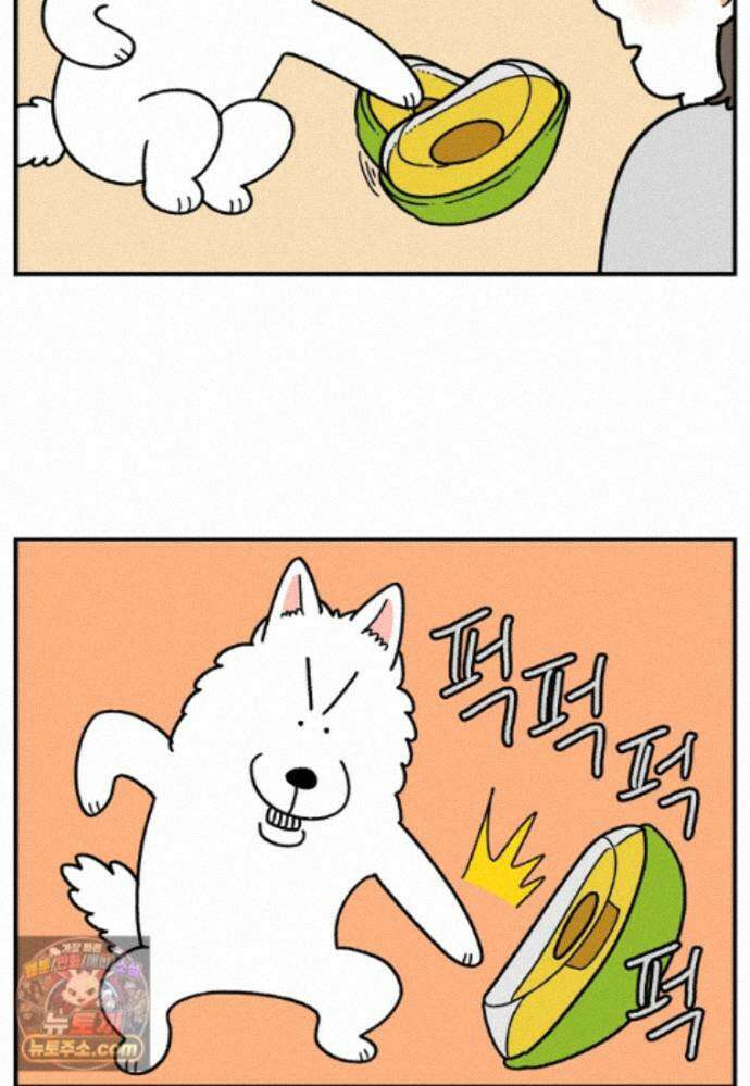 극한견주 시즌2 141화 새로운 장난감 24